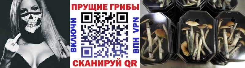 Галлюциногенные грибы Magic Shrooms  даркнет клад  Новотроицк 